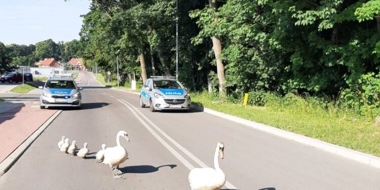 policja.gov.pl