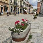 11.06.2021. Sandomierz. Nasadzenia na starówce / Grażyna Szlęzak-Wójcik / Radio Kielce