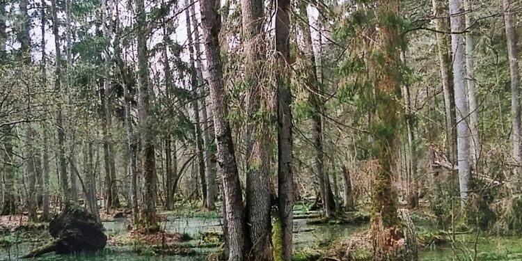 Podlasie / Danuta Rasała