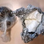 Znalezione narkotyki u zatrzymanego kierowcy / świętokrzyska policja