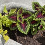 11.06.2021. Sandomierz. Nasadzenia na starówce / Grażyna Szlęzak-Wójcik / Radio Kielce