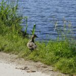 18.06.2021. Cedzyna. Zalew / Marcin Marszałek / Radio Kielce