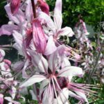 Dyptam jesionolistny / Zespół Świętokrzyskich i Nadnidziańskich Parków Krajobrazowych