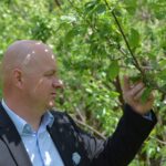 01.06.2021 Szydłów. Sady uszkodzone w wyniku opadu gradu. Na zdjęciu burmistrz Miasta i Gminy Szydłów Andrzej Tuz / Piotr Walczak / UMiG Szydłów