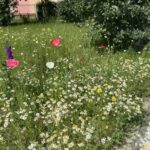 17.06.2021. Ostrowiec Świętokrzyski. Ogród Zdrowia / Emilia Sitarska / Radio Kielce