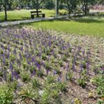 17.06.2021. Ostrowiec Świętokrzyski. Ogród Zdrowia / Emilia Sitarska / Radio Kielce