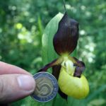 12.06.2021. Storczyki na Ponidziu - obuwik pospolity / Magdalena Skrzypek