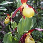 12.06.2021. Storczyki na Ponidziu - obuwik pospolity / Magdalena Skrzypek