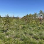 13.06.2021. Radoszyce. Miejsce, gdzie powstanie park leśny / Magdalena Galas-Klusek / Radio Kielce