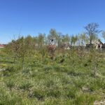 13.06.2021. Radoszyce. Miejsce, gdzie powstanie park leśny / Magdalena Galas-Klusek / Radio Kielce