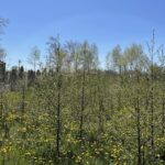 13.06.2021. Radoszyce. Miejsce, gdzie powstanie park leśny / Magdalena Galas-Klusek / Radio Kielce