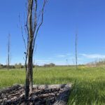 13.06.2021. Radoszyce. Miejsce, gdzie powstanie park leśny / Magdalena Galas-Klusek / Radio Kielce