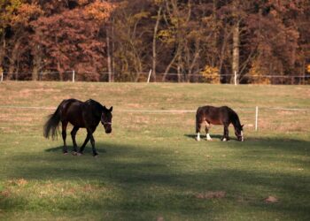 koń, konie / Robert Felczak / Radio Kielce