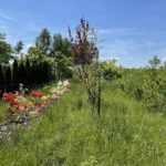 13.06.2021. Radoszyce. Miejsce, gdzie powstanie park leśny / Magdalena Galas-Klusek / Radio Kielce