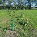 05.06.2021. Bełzów. Nasadzenia roślin miododajnych / Marta Gajda / Radio Kielce