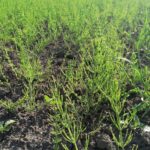 Na zdjęciu: skrzyp / Marta Gajda / Radio Kielce