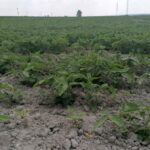 17.06.2021. Słupia Jędrzejowska. Dni Pola / Marta Gajda / Radio Kielce