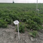 17.06.2021. Słupia Jędrzejowska. Dni Pola / Marta Gajda / Radio Kielce