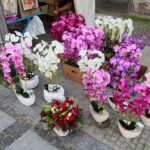 21.06.2021. Kielce. Jarmark kielecki na ulicy Sienkiewicza / Wiktor Taszłow / Radio Kielce