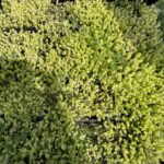 06.06.2021 Kielce. Rośliny na balkon i do ogródków. Na zdjęciu rozchodnik / Kamil Król / Radio Kielce