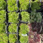 06.06.2021 Kielce. Rośliny na balkon i do ogródków. Na zdjęciu rojnik i rozchodnik / Kamil Król / Radio Kielce