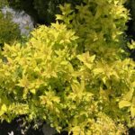 06.06.2021 Kielce. Rośliny na balkon i do ogródków. Na zdjęciu tawuła / Kamil Król / Radio Kielce