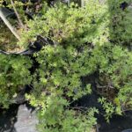 06.06.2021 Kielce. Rośliny na balkon i do ogródków. Na zdjęciu pięciornik / Kamil Król / Radio Kielce