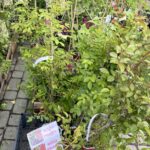 13.06.2021. Na zdjęciu: róża pnąca / Kamil Król / Radio Kielce