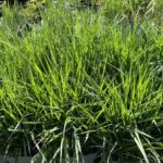 20.06.2021 Kielce. Trawy ozdobne / Kamil Król / Radio Kielce