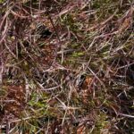 20.06.2021 Kielce. Trawy ozdobne / Kamil Król / Radio Kielce