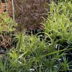 20.06.2021 Kielce. Trawy ozdobne / Kamil Król / Radio Kielce