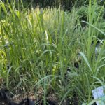 20.06.2021 Kielce. Trawy ozdobne / Kamil Król / Radio Kielce