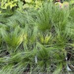 20.06.2021 Kielce. Trawy ozdobne / Kamil Król / Radio Kielce