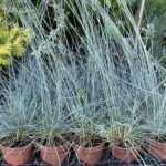 20.06.2021 Kielce. Trawy ozdobne / Kamil Król / Radio Kielce