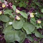 12.06.2021. Storczyki na Ponidziu - obuwik pospolity / Magdalena Skrzypek