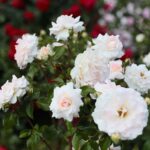 27.06.2021. Kielce. Ogród Botaniczny. Święto Róż / Wiktor Taszłow / Radio Kielce