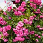 27.06.2021. Kielce. Ogród Botaniczny. Święto Róż / Wiktor Taszłow / Radio Kielce