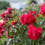 27.06.2021. Kielce. Ogród Botaniczny. Święto Róż / Wiktor Taszłow / Radio Kielce