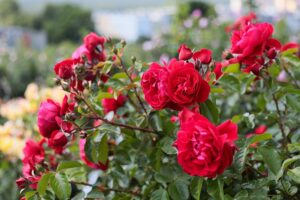 27.06.2021. Kielce. Ogród Botaniczny. Święto Róż / Wiktor Taszłow / Radio Kielce