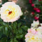 27.06.2021. Kielce. Ogród Botaniczny. Święto Róż / Wiktor Taszłow / Radio Kielce