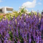 27.06.2021. Kielce. Ogród Botaniczny. Święto Róż / Wiktor Taszłow / Radio Kielce