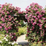 27.06.2021. Kielce. Ogród Botaniczny. Święto Róż / Wiktor Taszłow / Radio Kielce