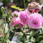 27.06.2021. Kielce. Ogród Botaniczny. Święto Róż / Wiktor Taszłow / Radio Kielce