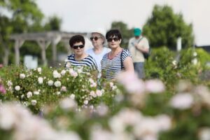 27.06.2021. Kielce. Ogród Botaniczny. Święto Róż / Wiktor Taszłow / Radio Kielce