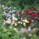 27.06.2021. Kielce. Ogród Botaniczny. Święto Róż / Wiktor Taszłow / Radio Kielce