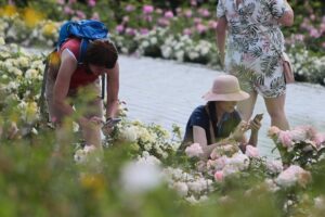 27.06.2021. Kielce. Ogród Botaniczny. Święto Róż / Wiktor Taszłow / Radio Kielce