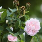 27.06.2021. Kielce. Ogród Botaniczny. Święto Róż / Wiktor Taszłow / Radio Kielce