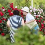 27.06.2021. Kielce. Ogród Botaniczny. Święto Róż / Wiktor Taszłow / Radio Kielce