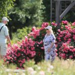 27.06.2021. Kielce. Ogród Botaniczny. Święto Róż / Wiktor Taszłow / Radio Kielce