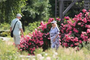 27.06.2021. Kielce. Ogród Botaniczny. Święto Róż / Wiktor Taszłow / Radio Kielce